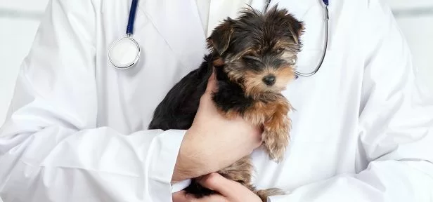 Dog Insurance: Comparison Dog Insurance: Comparison
