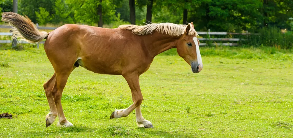 horse insurance switzerland comparison