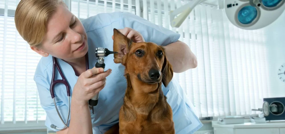 assurance pour chien couts